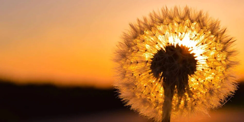How the Dandelion++ Protocol Works on Monero
